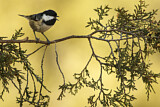 Image. Coal Tit