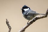 Image. Coal Tit