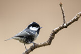 Image. Coal Tit