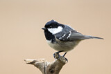 Image. Coal Tit