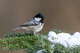 Image. Coal Tit