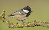 Image. Coal Tit