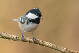 Image. Coal Tit