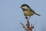 Image. Coal Tit