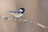 Image. Coal Tit