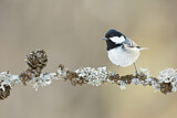 Image. Coal Tit