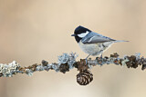 Image. Coal Tit