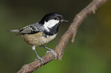 Image. Coal Tit