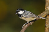 Image. Coal Tit