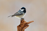 Image. Coal Tit