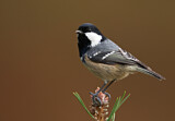 Image. Coal Tit