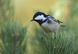 Image. Coal Tit