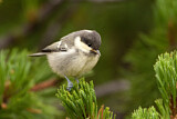 Image. Coal Tit