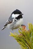 Image. Coal Tit