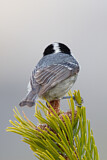 Image. Coal Tit