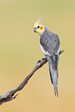 Image. Cockatiel