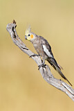 Image. Cockatiel