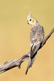 Image. Cockatiel