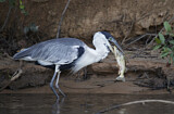 Image. Cocoi Heron