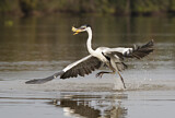 Image. Cocoi Heron