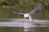 Image. Cocoi Heron