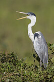 Image. Cocoi Heron