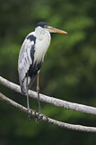 Image. Cocoi Heron