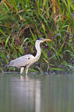 Image. Cocoi Heron