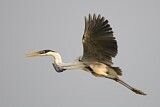 Image. Cocoi Heron