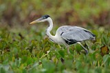Image. Cocoi Heron
