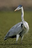 Image. Cocoi Heron