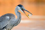 Image. Cocoi Heron