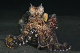 Image. Coconut Octopus