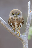 Image. Colima Pygmy Owl