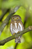 Image. Colima Pygmy Owl