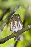 Image. Colima Pygmy Owl