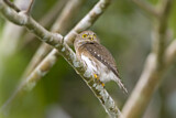 Image. Colima Pygmy Owl