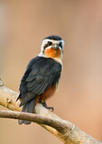 Image. Collared Falconet