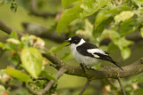 Image. Collared Flycatcher
