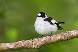 Image. Collared Flycatcher