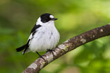Image. Collared Flycatcher