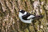 Image. Collared Flycatcher