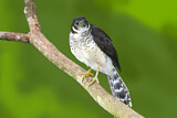 Image. Collared Forest Falcon