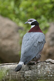 Image. Collared Imperial Pigeon