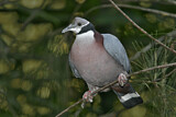 Image. Collared Imperial Pigeon