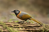 Image. Collared Laughingthrush