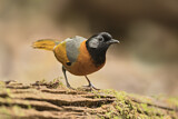 Image. Collared Laughingthrush