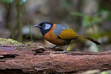 Image. Collared Laughingthrush