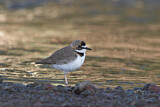 Image. Collared Plover