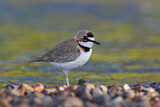 Image. Collared Plover